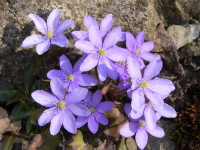 /album/fotogalerie-nabidka/hepatica-nobilis-jpg/